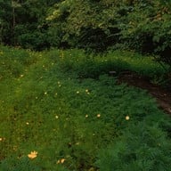 กระเพรา & coffee