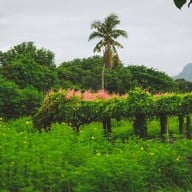 กระเพรา & coffee