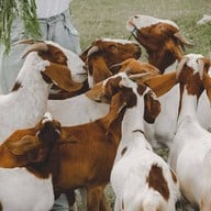 เขื่อนป่าสักชลสิทธิ์