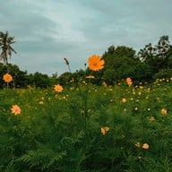 กระเพรา & coffee