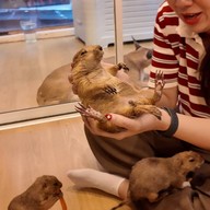 Catsmile_Cafe - แคทสมายคาเฟ่แมว บ็อคซ์ สเปซ รัชโยธิน