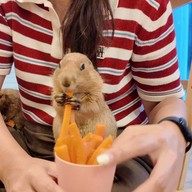 Catsmile_Cafe - แคทสมายคาเฟ่แมว บ็อคซ์ สเปซ รัชโยธิน