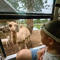 บรรยากาศ Safari Park สวนสัตว์เปิดซาฟารีปาร์ค กาญจนบุรี