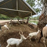 บรรยากาศ Safari Park สวนสัตว์เปิดซาฟารีปาร์ค กาญจนบุรี