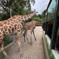 บรรยากาศ Safari Park สวนสัตว์เปิดซาฟารีปาร์ค กาญจนบุรี