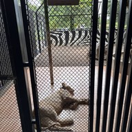 บรรยากาศ Safari Park สวนสัตว์เปิดซาฟารีปาร์ค กาญจนบุรี