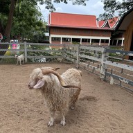 บรรยากาศ Safari Park สวนสัตว์เปิดซาฟารีปาร์ค กาญจนบุรี