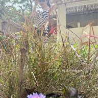 Ka-Nom-Jin Coffee & Eatery Ka-Nom-Jin Coffee & Eatery