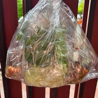 ยำแหนมข้าวกรอบป้าสุดใจ ตลาดมารวย ไนท์มาร์เก็ต ยำแหนมข้าวกรอบป้าสุดใจ