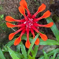 น้ำตกจ๊อกกระดิ่น