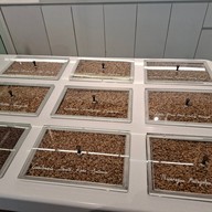 % Arabica ดิเอ็มควอเทียร์