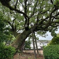 Dazaifu Tenmangu Shrine