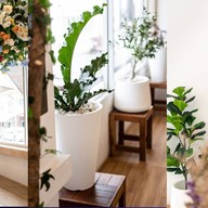 บรรยากาศ เสือหลงป่า