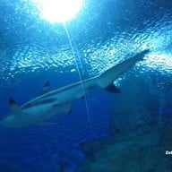 บรรยากาศ Underwater World