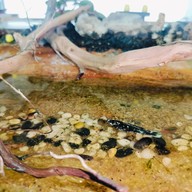 Shade Coffee Roasters บางแสน