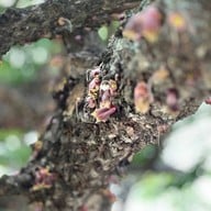 LUNAS LUNAS LUNAS LUNAS