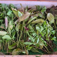 เมนูของร้าน ร้านขนมจีนป้าชูศรี