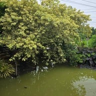 มิดไนท์ คาเฟ่