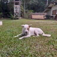 บรรยากาศ Yok Noi Coffee Camp โยคน้อย