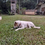 บรรยากาศ Yok Noi Coffee Camp โยคน้อย