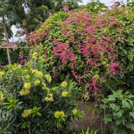 ทอฮัก การ์เด้นแอนด์เรสเตอรอง