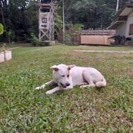 บรรยากาศ Yok Noi Coffee Camp โยคน้อย