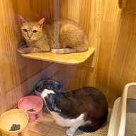 แมวโอ้เหมียว Oh Meow Cat Hotel