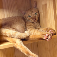 แมวโอ้เหมียว Oh Meow Cat Hotel