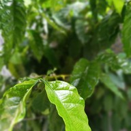 คาเฟอีนเทพเสด็จ