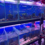 ตลาดปลาจตุจักร