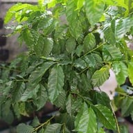 คาเฟอีนเทพเสด็จ