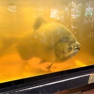 คนกินปลา