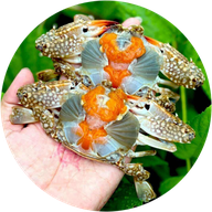 ยำ-ปาก-เปิด อรัญประเทศ