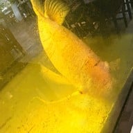 คนกินปลา