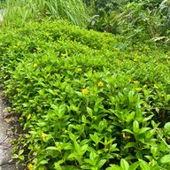 ป่าในเมือง - ช่อง5 (เขาคอหงส์)