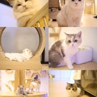 Zucca - The Pet Sanctuary & Cafe Zucca Cafe