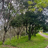 ป่าในเมือง - ช่อง5 (เขาคอหงส์)