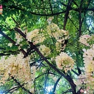 ชีวาคาเฟ่ Sheeva Cafe Pattaya พัทยา