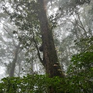 เส้นทางศึกษาธรรมชาติกิ่วแม่ปาน