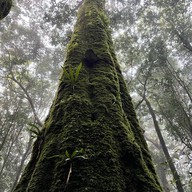 เส้นทางศึกษาธรรมชาติกิ่วแม่ปาน