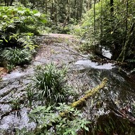 เส้นทางศึกษาธรรมชาติกิ่วแม่ปาน