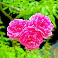 สวนคุณปู่