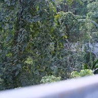 สวนพฤกษศาสตร์สมเด็จพระนางเจ้าสิริกิติ์