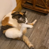 Diangsa Coffee Bar เพชรบูรณ์