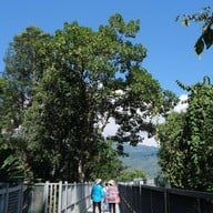 สวนพฤกษศาสตร์สมเด็จพระนางเจ้าสิริกิติ์