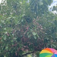 ภูตะลึงคาเฟ่