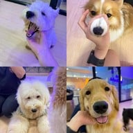 Zucca - The Pet Sanctuary & Cafe Zucca Cafe