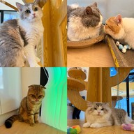 Zucca - The Pet Sanctuary & Cafe Zucca Cafe