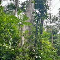 น้ำตกโตนงาช้าง