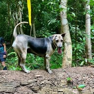 น้ำตกโตนงาช้าง